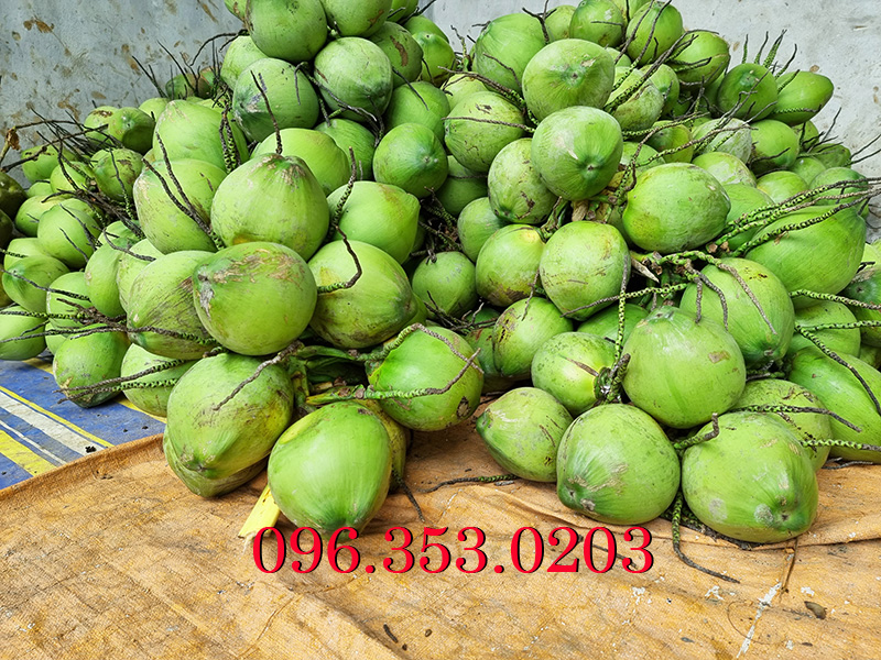 Vựa dừa xiêm xanh lớn nhất Bến Tre chuyên bán buôn giá sỉ rẻ nhất miền ...